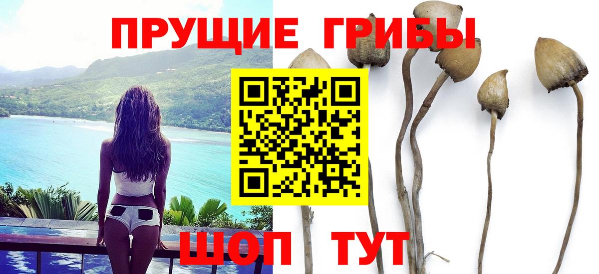Галлюциногенные грибы GOLDEN TEACHER  Псилоцибиновые грибы мицелий  Вход с VPN  Гатчина 